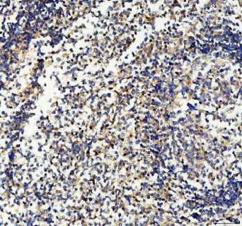 IHC staining of FFPE human tonsil tissue with CD33 antibody, HRP-secondary and DAB substrate. HIER: 
