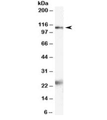 NR1 Antibody