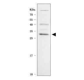 Western blot testing of human U-937 cell lysate with APRIL antibody. Predicted molecular weight ~28 