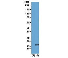 H3K36me3 Antibody / Trimethyl Histone H3 Lysine 36