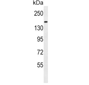 Protocadherin 9 Antibody / PCDH9
