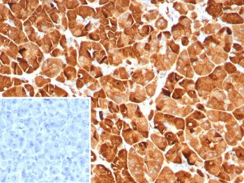 IHC staining of FFPE human pancreas tissue with Pancreatic lipase antibody (clone PNLIP/9039). Inset