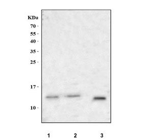 Western blot testing of 1) human Caco-2, 2) human K562 and 3) mouse NIH 3T3 cell lysate with PRR9 an