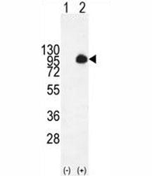Western blot analysis of MUC20 antibody and 293 cell lysate (2 ug/lane) either nontransfected (Lane 