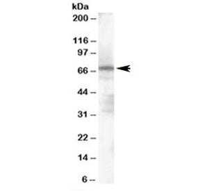 PARP2 Antibody