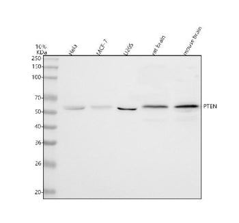 Western blot analysis of PTEN using anti-PTEN antibody. Lane 1: human Hela whole cell lysates, Lane 