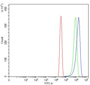 CPO Antibody / Carboxypeptidase O
