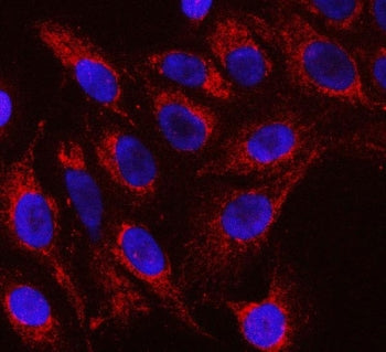 Immunofluorescent staining of FFPE human U-2 OS cells with Raftlin antibody (red) and DAPI nuclear s