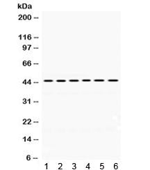 Western blot testing of 1) rat brain, 2) rat testis, 3) mouse brain, 4) human PANC, 5) human HeLa an