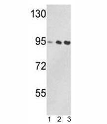 VCP Antibody
