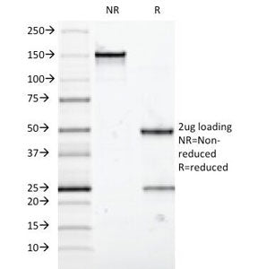 MUC5AC Antibody