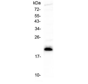 IL-27 Antibody (alpha subunit)