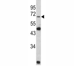 Lamin B2 Antibody