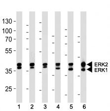 ERK1/2 antibody western blot analysis in (1) 293, (2) MCF-7, (3) Jurkat, (4) mouse NIH3T3, (5) rat C