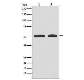 Phospho-p53 Antibody / TP53 (pS9)