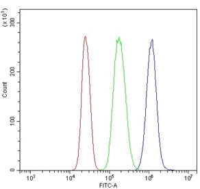 CXCR4 Antibody