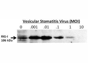 RIG-I Antibody