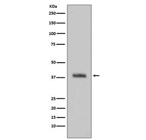 TGN46 Antibody / TGOLN2