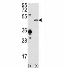 SIRT7 Antibody
