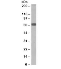 SHP2 Antibody