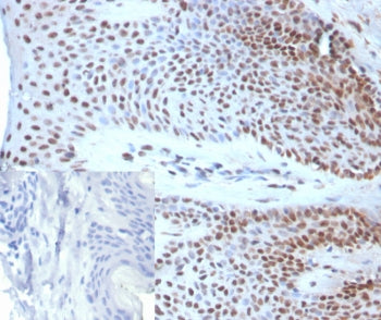 SOX18 Antibody