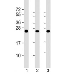 RAB5C Antibody