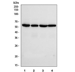 Western blot testing of human 1) HeLa, 2) Jurkat, 3) Raji and 4) HepG2 cell lysate with IRF3 antibod