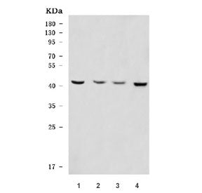Western blot testing of 1) human ThP-1, 2) rat brain, 3) mouse brain and 4) mouse Neuro-2a cell lysa
