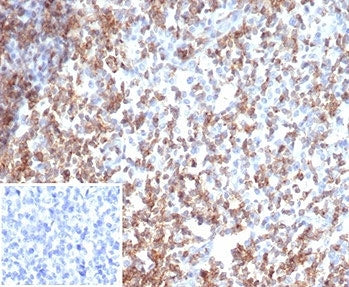 CD2 Antibody