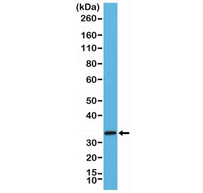 STX1A Antibody / Syntaxin 1A