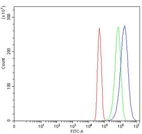PDGFC Antibody / Platelet-derived growth factor C