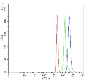 Zinc finger MYM-type protein 1 Antibody / ZMYM1