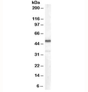 Chromogranin A Antibody