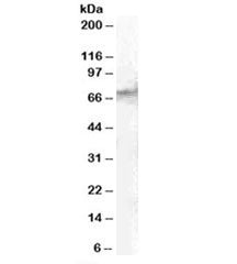 STAM2 Antibody