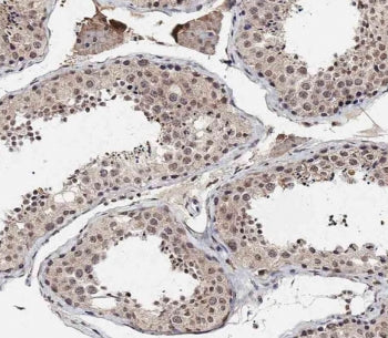 BRD9 Antibody