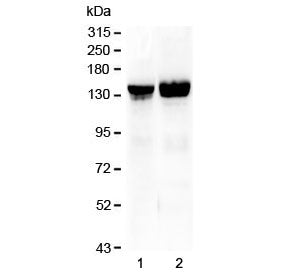 Collagen II Antibody / COL2A1