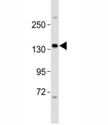 ERBB4 Antibody