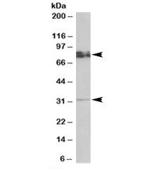 Western blot testing of rat brain lysate with GPM6A antibody at 0.5ug/ml. Predicted molecular weight