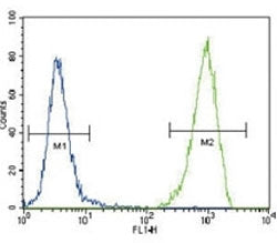 CD135 Antibody (FLT3)