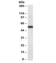 CYP2C8 Antibody
