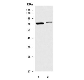TM9SF3 Antibody / Transmembrane 9 superfamily member 3