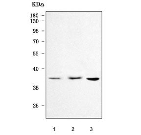 TMEM30B Antibody / Cell cycle control protein 50B