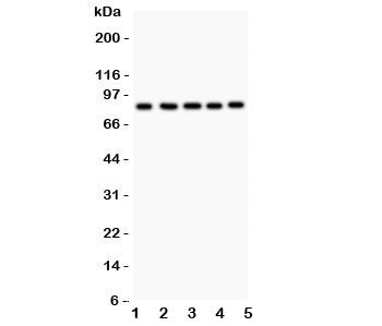 FOXM1 Antibody