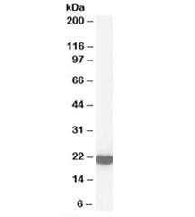 Peroxiredoxin 2 Antibody