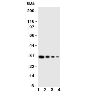 LTK Antibody
