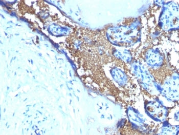 IHC testing of FFPE human placenta stained with anti-Glycophorin A antibody (clone SPM599). Required