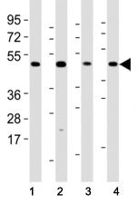 Mlkl Antibody