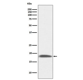 Sca-1 Antibody / Ly6A/E