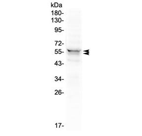 LYN Antibody (C-Terminal Region)