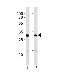 Cdk1 Antibody